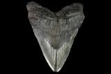 Bargain, Fossil Megalodon Tooth - South Carolina #95470-1
